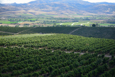 Weingut Vinkara I Weinland Türkei I MineDineWine