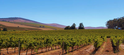 Weinbauregion Thrakien & Marmara I Weinland Türkei I MineDineWine