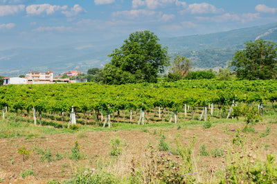 Weinbauregion Ägäis & Westanatolien I Weinland Türkei I MineDineWine