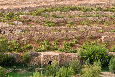 Weinbauregion Südostanatolien