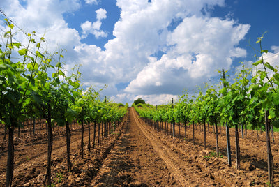 Weinbauregion Ostanatolien I Weinland Türkei I MineDineWine