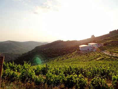 Weinbauregion Nordanatolien I Weinland Türkei I MineDineWine